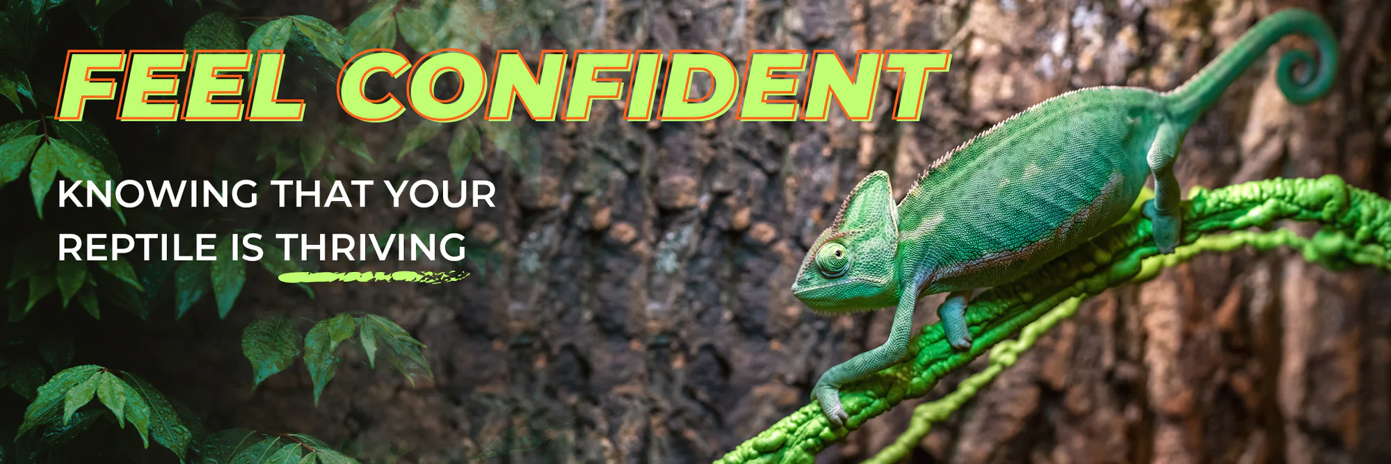Expert Care for Exotic Pets
