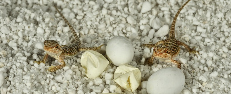 HatchRite™ Small Incubation Kit - Image 3