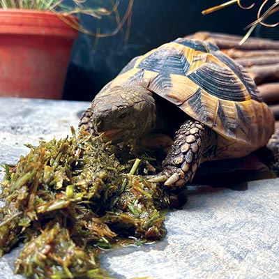 Optimised52 Freshly Pressed Tortoise Food - Image 3