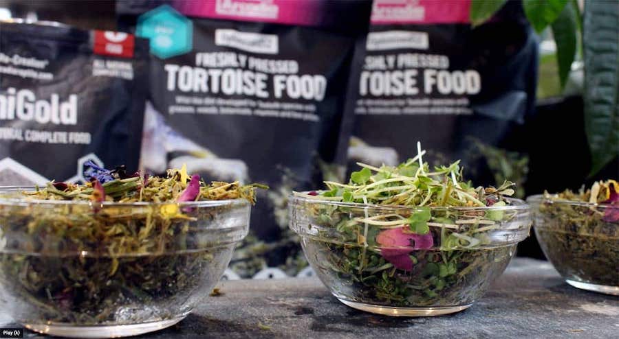 Optimised52 Freshly Pressed Tortoise Food - Image 5